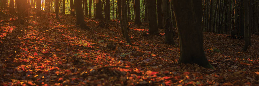 V lese mezi lomem a Novosedly